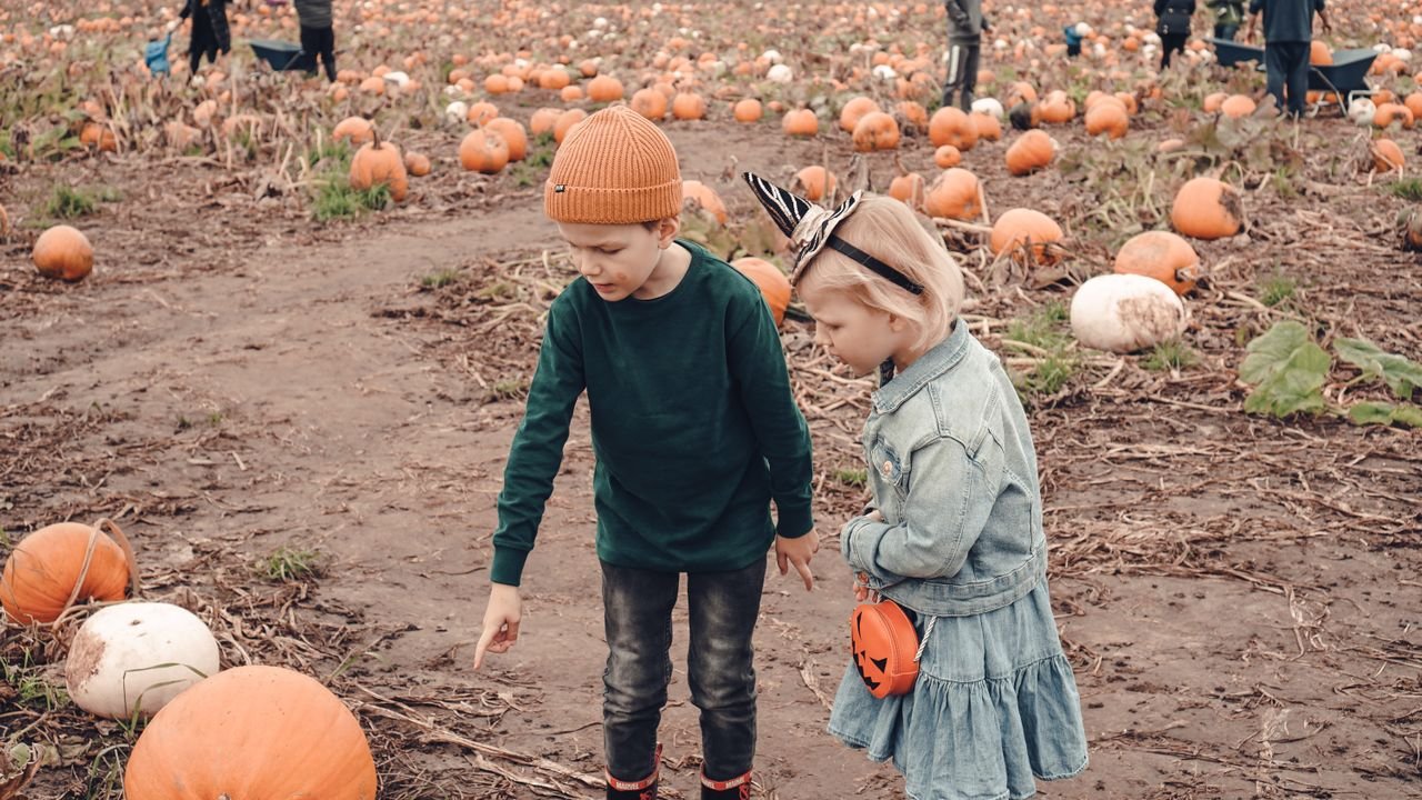 What does a Halloween pumpkin patch really cost?